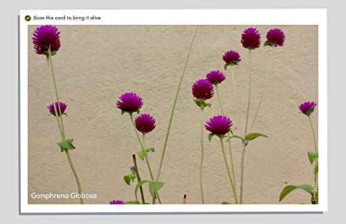 FlippAR 'Flowers of Bangalore - Lockdown Series' postcards with augmented reality feature - Set 2 (7 postcards)