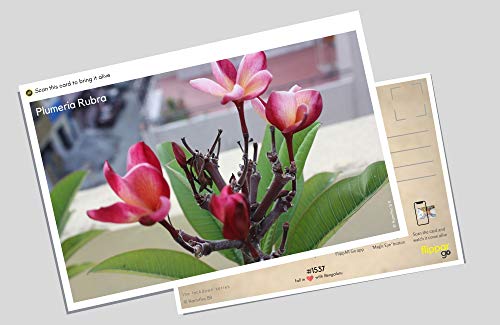 FlippAR 'Flowers of Bangalore - Lockdown Series' postcards with augmented reality feature - Set 1 (7 postcards)